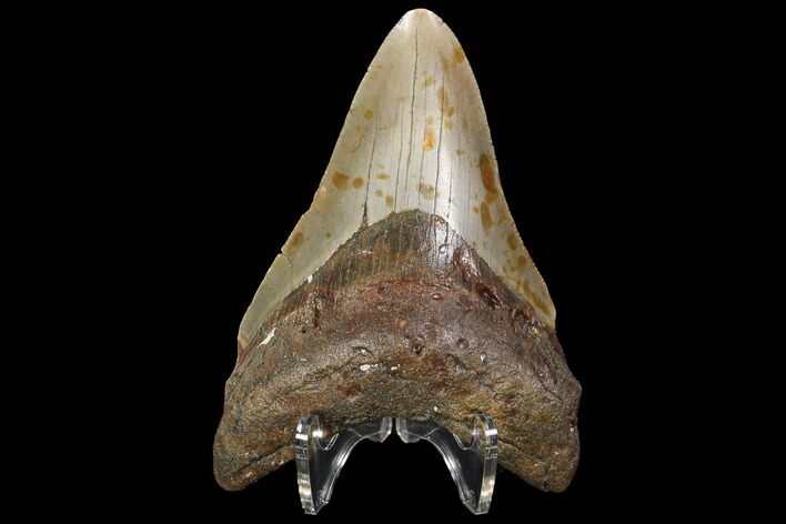 Fossil Megalodon Tooth - North Carolina #98989